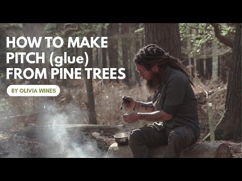 How To Make Pitch (glue) from Pine Trees
