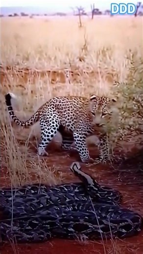 Python Strike! Leopard Escapes Death by Inches! 🐍⚡🐆 #wildlife#animals#fypシ#python#wildanimals#snake
