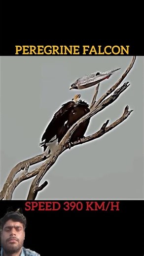 !Peregrine Falcon Attacks 🦅🦅 #falcon​ #falconattack​ #eagle​ #birds​ #animals​ #trending​ #shorts​