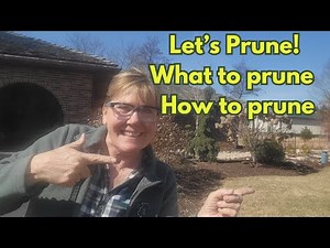 What & How to Prune Shrubs