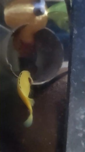 electric yellow lab cichlid showing aggression & flaring gills