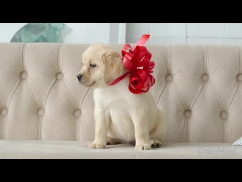Cutest dogs 4K Video ULTRA HD 120 fps | 4K HDR