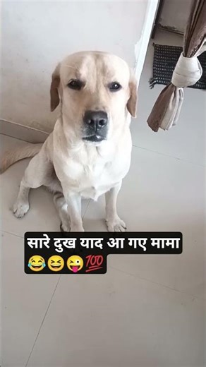 सारे दुख याद आ गए मामा😂😜🐶#dog #youtubeshorts #labrajoy #fyp #funnydog #shortsfeed #comedy #dogshorts