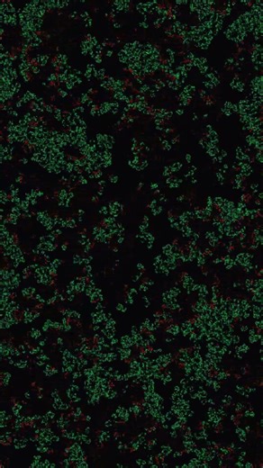 Predator vs Prey — Game of Life HD #Shorts