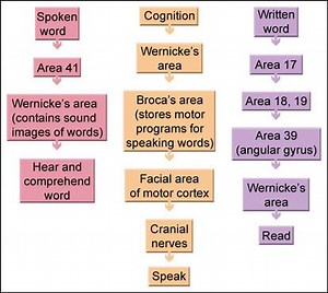 Wernicke–Geschwind model - Alchetron, the free social encyclopedia