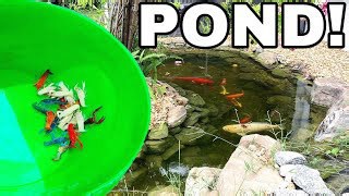 Aquatic Oasis: Colorful Crayfish Breeding Pond