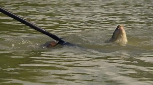 193 reactions · 23 shares | PASTE FISHING MADE EASY  The latest...