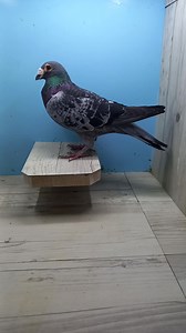 33 reactions | A Blue Chequer Racing Pigeon at the Australian Pigeon Centre. Australian Long Distance Bloodlines of Dr. Colin Walker/ Doug Ince/ Godfrey Stevens | The Australian Pigeon Centre | Facebook