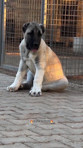 Kangal Puppies: The Ultimate Dog Breed Guide