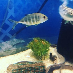 1.3K views · 58 reactions | RARE giant trevally勞朗 Only 4 pcs available at the Monster Fish Bash @predatoryfins_official | Predatory Fins | Facebook