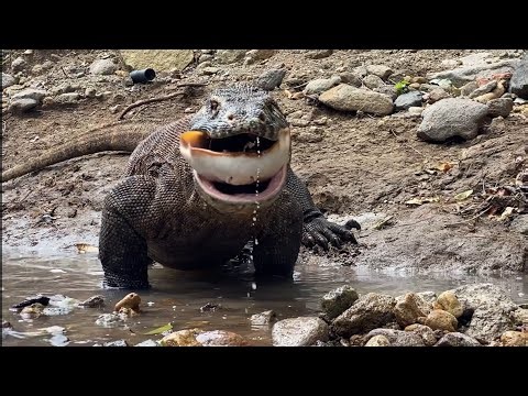 🤫It doesn't take long to swallow