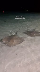 50K views · 397 reactions | They’re so gentle, and so sweet 﫠 But they have such a bad reputation, but honestly, we’re are the most dangerous of all animal species… what do you think?  #travel #maldives #travelmaldives #stingray | Jaromir Cabla | Facebook