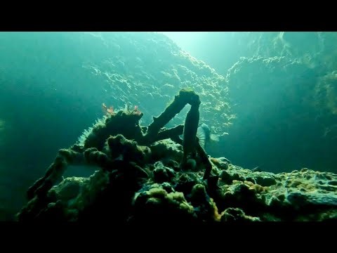 Exploring Point Lobos: Diving California’s finest kelp forests (Whaler’s Cove + Coal Chute Caves)