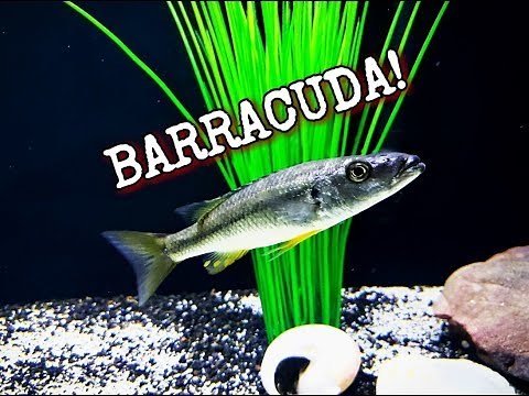 The BARRACUDA Of Lake Malawi