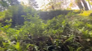 Lets go for grass cutting 🤩🤩 | Luffy Rai