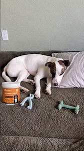3 Ways to Help Your Dog Feel Safer Home Alone 🐶