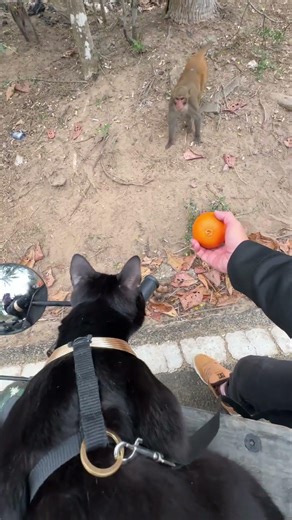 紧急撤回了一只小猫咪 #cat #貓咪日常