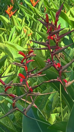 This Sunbird Feeds Faster Than You Can See #nature #birdlovers #wildlife