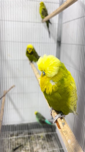 1.8K views · 97 reactions | Exhibition Budgies — also known as Show Budgerigars — are specially bred budgies larger and more majestic than the common pet type. They have fuller feathers, broader heads, stronger body structure, and a calm, confident posture ideal for bird shows. Breeders focus on perfect color, size, feather quality, and symmetry to meet show standards, making these birds the result of careful selection and expert care. | Birds Land | Facebook