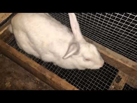 8 OF MY RABBITS GAVE BIRTH IN ONE WEEK - LET’S WATCH MY RABBIT GIVE BIRTH