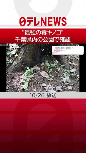 #千葉県 内の#公園 で、猛毒の#キノコ 「カエンタケ」が見つかっています。生活に身近な場所で見つかる毒キノコについて、#自治体 は定期的に見回りをして、注意を呼びかけています。#日テレnews #tiktokでニュース