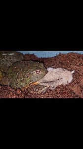 Fat Bullfrog Eating a Hamster | Insect Forest