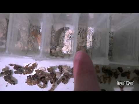 How To Breed Giant Mealworms