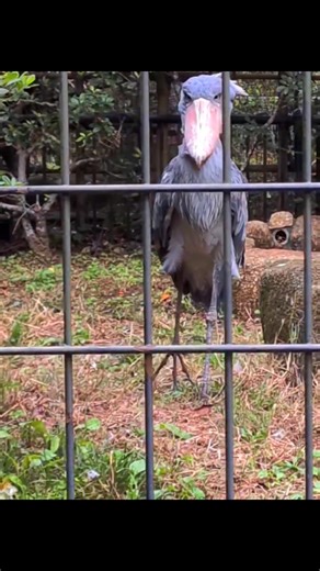Shoebill stork 🦤 | Shoebill Stork