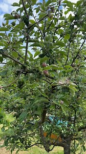 Quick update sa mga prutas sa garden. | Pearly Alms