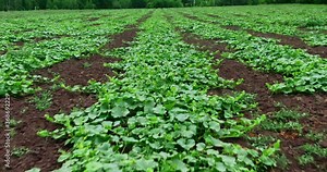 Growing eco-products in the field, flat beds with sprouts. Melons and gourds are grown in the village, agricultural production. Air view with a copter.
