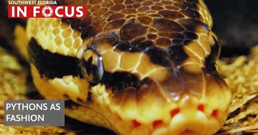 The newest fashion trend: a Burmese python couture
