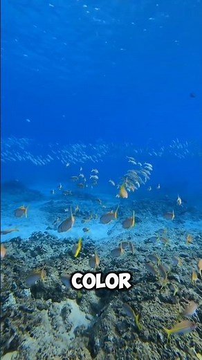 Why Is the Ocean Blue?