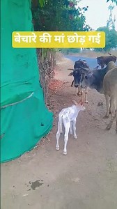 main ye dil ke jakhmo #shortsviral