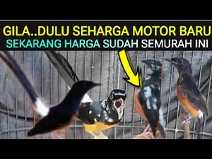 🌟 UPDATE HARGA MURAI BATU BLOROK EKSTREM HARGA SUDAH SEMURAH INI DI PASAR BURUNG PRAMUKA HARI INI