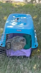 7.2K views · 88 reactions | This week join us in celebrating National Animal Control Officer Appreciation Week. We have a pawsitively amazing team of Animal Protection Officers who are committed to the welfare of our furry friends, small and large, domestic and wild.  | Boulder County Sheriff's Office | Facebook