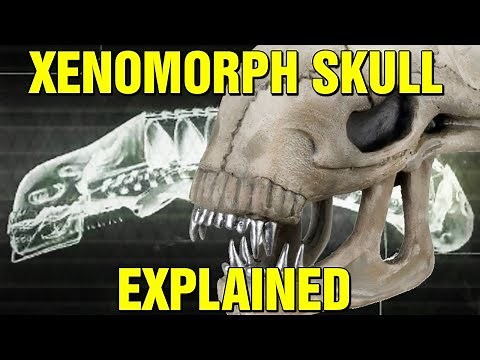 ALIEN: ORIGINS - XENOMORPH BIOLOGY SKULL EXPLAINED - HOW DO XENOMORPHS SEE?