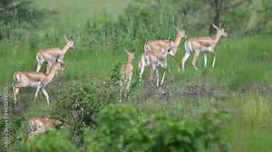 The Blackbucks forms three types of small groups, females,males,and bachelor herds.female blackbuck group in green habitat looks wonderful.