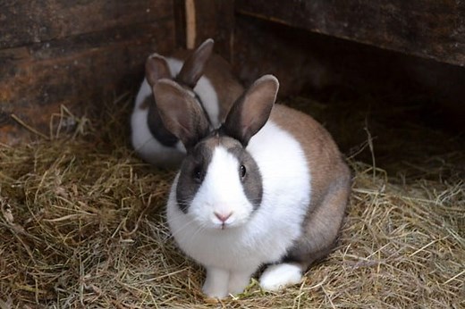The Dutch Rabbit - A Complete Care Guide - The Bunny Hub
