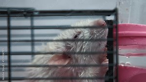 White lab rat (pet) sits in the cage, copy space, close up, white background. Laboratory. Veterinary clinic. Pet store. Horizontal plane.
