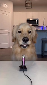 My dog does carrot eating ASMR!! 🥕 - 5 human foods you can share with your dog 🎤 ✨ #dog #dogs #goldenretriever #puppy #doglover #funnydogs #funnyvideos #goldenretrievers #dogmom #goldenretrieverworld #dogsoffacebook #goldenlovers | pearl.the.golden.girl