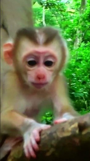Rare Footage: Baby Monkey's Hilarious Lip Smacking Tricks! #cute #love #baby