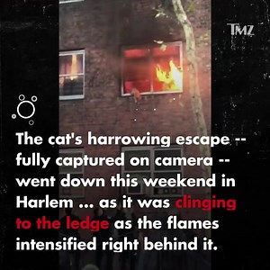 68K views · 1.7K reactions | The Cat Miraculously Survived! | TMZ | Facebook