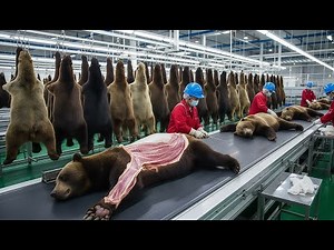 Inside the Bear Leather Factory – Million-Dollar Products Made from Bear's Leather (Full Process)