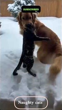 Funniest Cat Moments That Will Make You Laugh 😹#cat