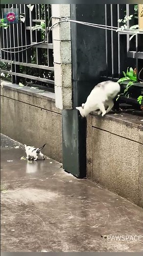 The poor mother cat struggles to raise her kitten#cat #kitten