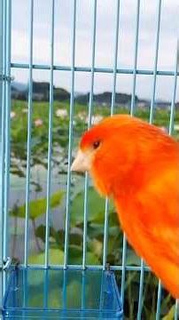 🐥奈良 🪷蓮の花🪷藤原京跡 世界遺産登録見込み🐤カナリア りんりんの歌声🎶☘️#手乗り赤カナリア #心の癒し #奈良観光 #季節の花々 #奈良公園の鹿