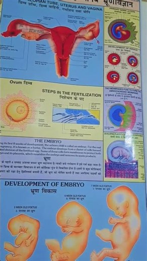 #embryodevelopment #pregnancy