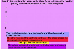 Heart Contraction and Relaxation