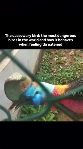 the brutal nature on Instagram: "🪶 The cassowary is a bird that looks like it walked straight out of the dinosaur era. With its shiny black feathers, bright blue head, and the bone-like helmet on its skull, it is one of the most striking animals on the planet. In this clip, you can see how it reacts when someone gets way too close. Even though it appears calm, the cassowary is one of the most dangerous birds in the world thanks to its power, speed, and fearless attitude. ⸻ Fast facts: • It is t