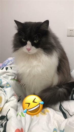 I didn’t know cats could burp🤣